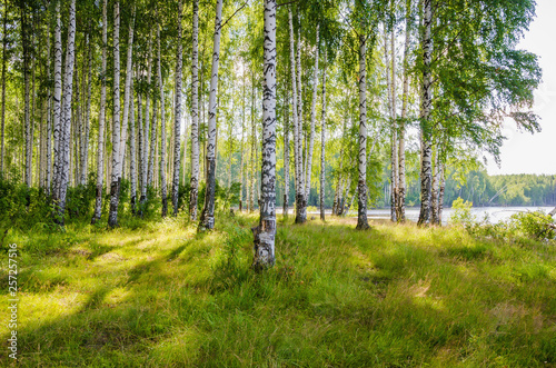 Fotografija Birch grove on the river in the summer on a Sunny day, the edge of the forest with grass