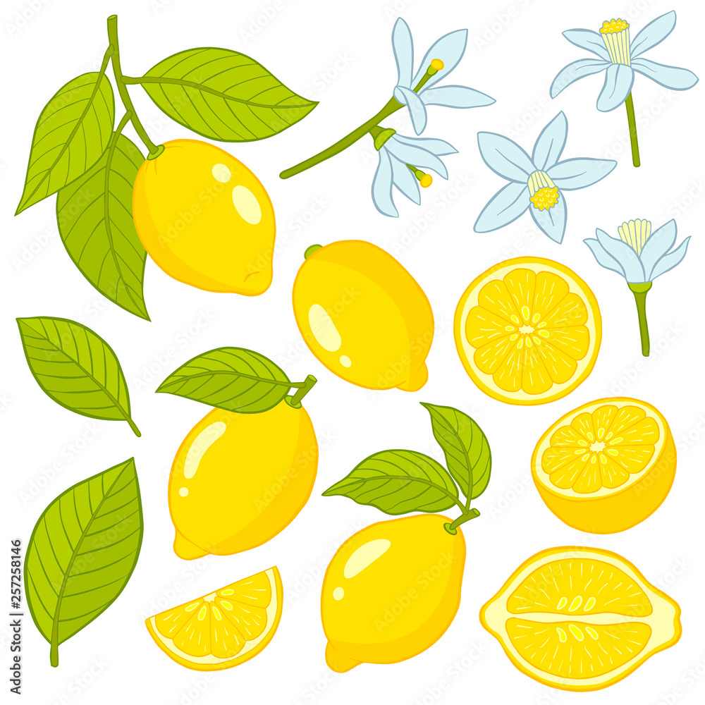 Set of elements of a lemon. Set of elements of a lemon.