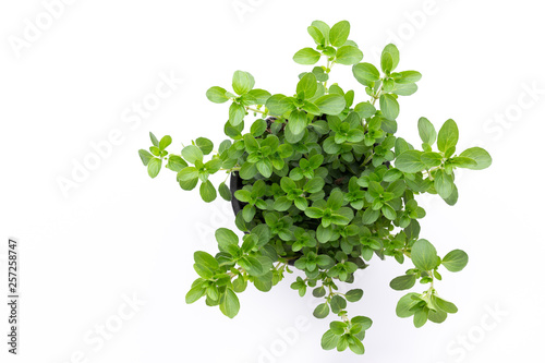 Fresh green spices isolated on white background, top view.