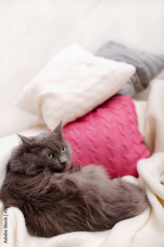 Beautiful gray fluffy cat sleeping on the couch.