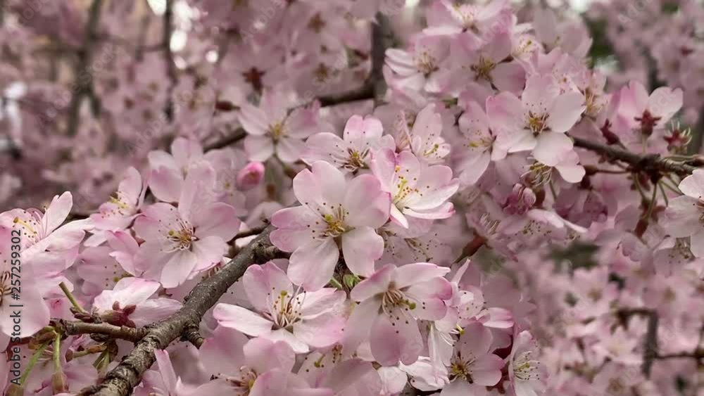 Beautiful pink sakura cherry blossom flower in springtime, Japan Tokyo Beautiful pink sakura cherry blossom flower in springtime, Japan Tokyo
