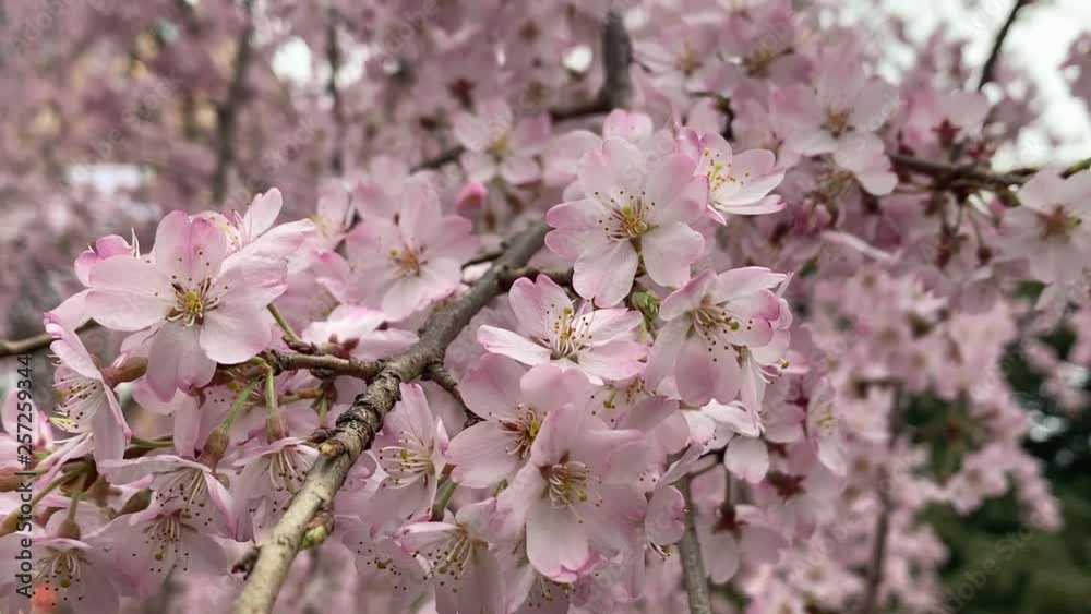 Beautiful pink sakura cherry blossom flower in springtime, Japan Tokyo Beautiful pink sakura cherry blossom flower in springtime, Japan Tokyo