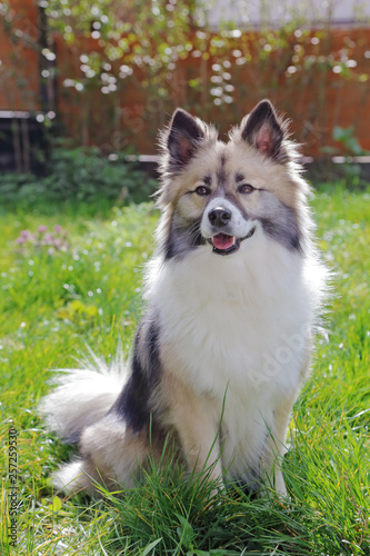 chien race berger islandais 