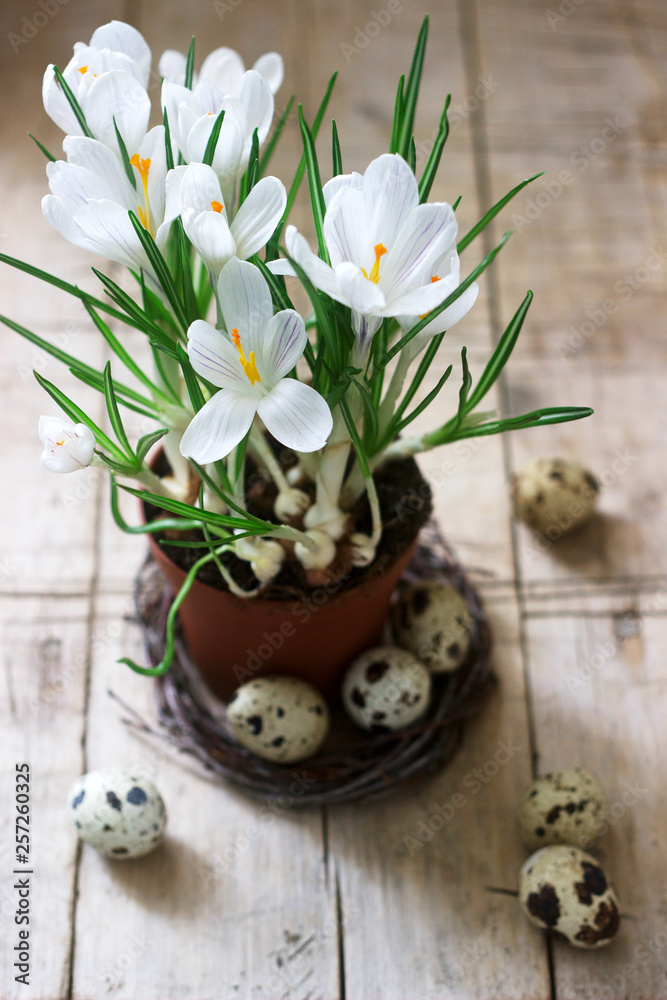 Spring or Easter composition of crocuses and quail eggs. Rustic style.