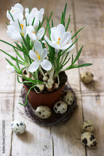 Obraz na płótnie Spring or Easter composition of crocuses and quail eggs. Rustic style. w salonie