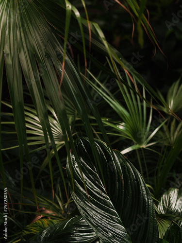 Dark tropical abstract leafy background. Botanical garden. 