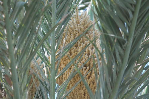 Palm Flower