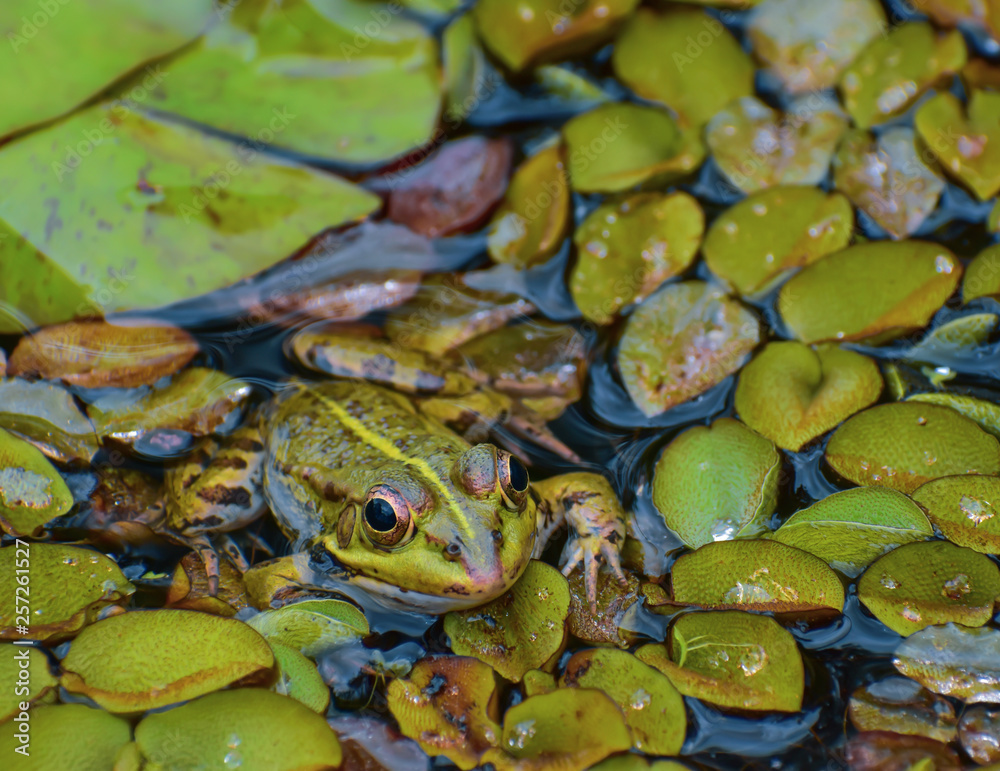 Frog is watching his victim. Taken in Madeira Frog is watching his victim. Taken in Madeira