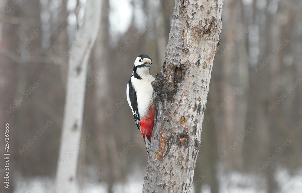 Great spotted woodpecker on the tree. Great spotted woodpecker on the tree.