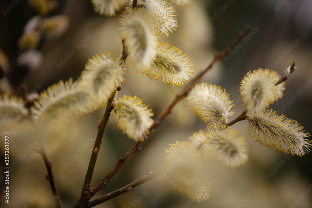 Frühling 2019 Frühling 2019