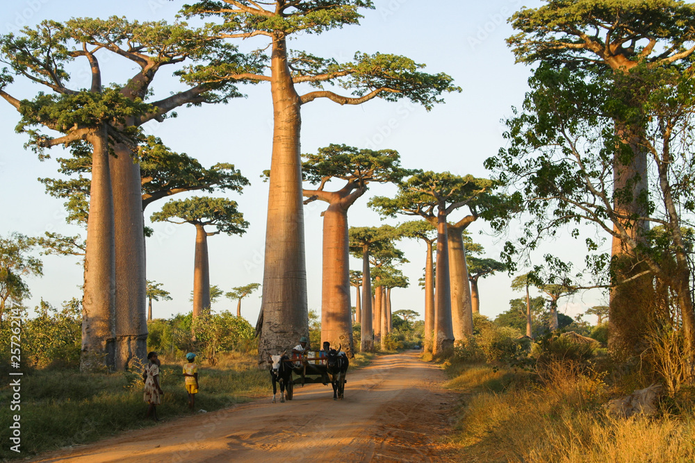 famous Baobab Avenue in Madagascar with zebu cart - obrazy, fototapety, plakaty 