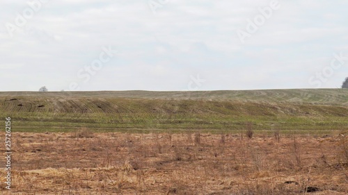 Fototapeta Naklejka Na Ścianę i Meble -  A field of grass.Spring field