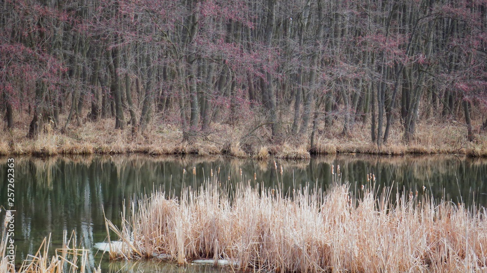 The reeds in the swamp The reeds in the swamp