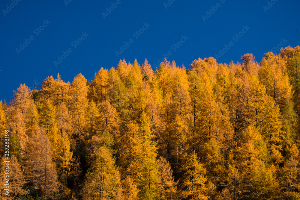 Yellow larches and blue sky in Triglav National Park in Slovenia. Yellow larches and blue sky in Triglav National Park in Slovenia.