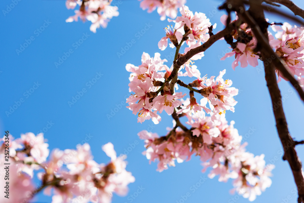Almond blossoms in Crimea