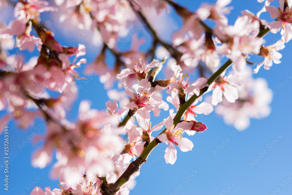 Almond blossoms in Crimea