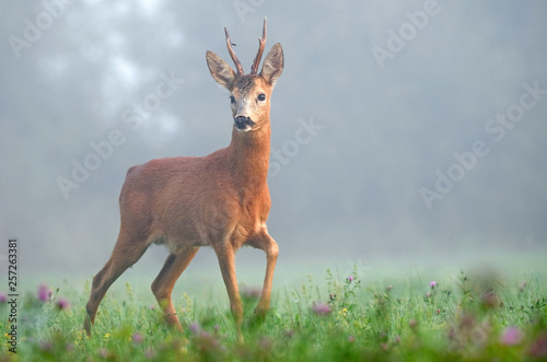 Photo Wild roe deer in the morning fog