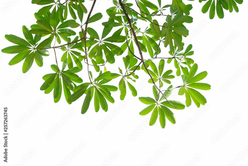 Top View devil tree leaves with branches on white isolated background for green foliage backdrop Top View devil tree leaves with branches on white isolated background for green foliage backdrop