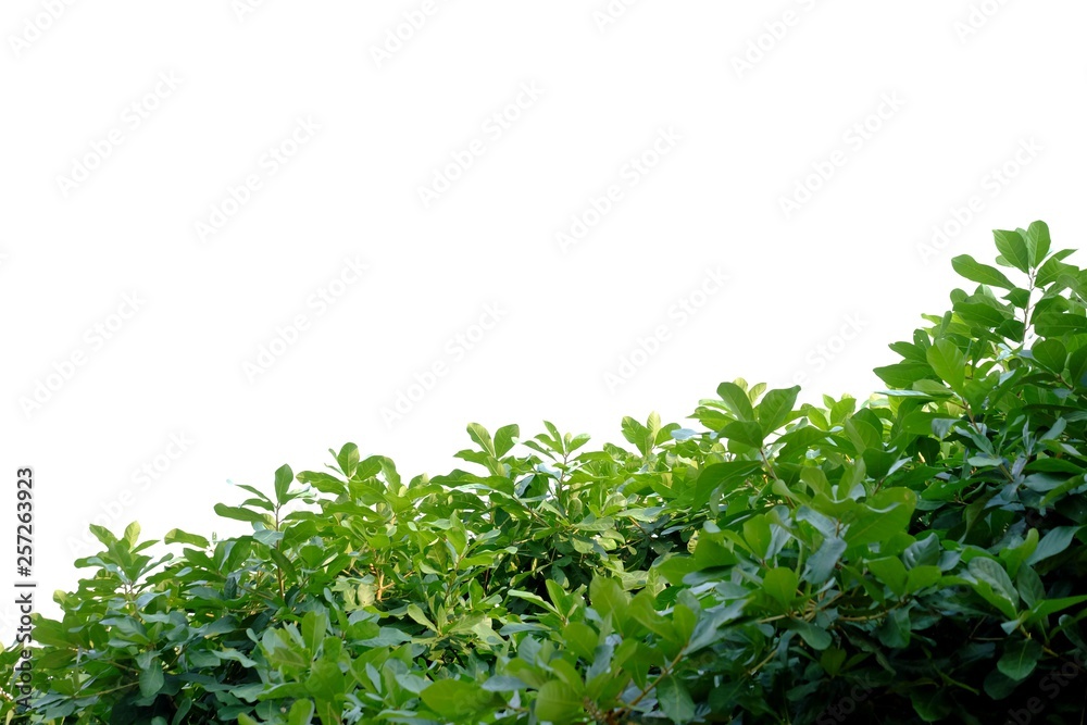 Obraz premium Tropical tree leaves with branches on white isolated background for green foliage backdrop 