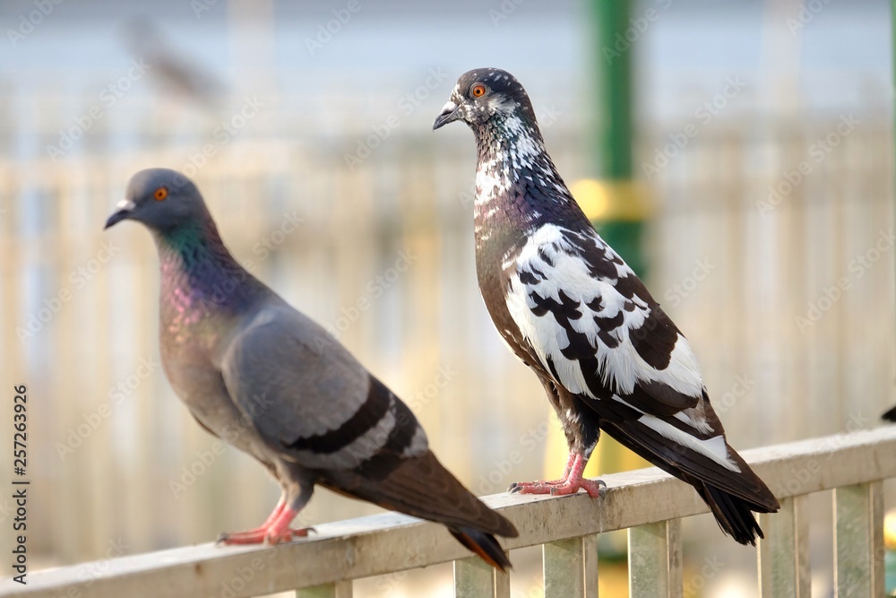 A couple of pegions standing on a steel fence at the port A couple of pegions standing on a steel fence at the port