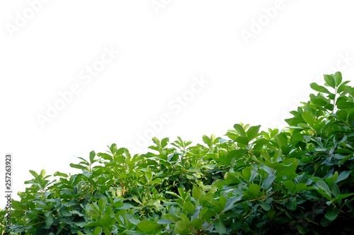 Fototapeta Naklejka Na Ścianę i Meble -  Tropical tree leaves with branches on white isolated background for green foliage backdrop 