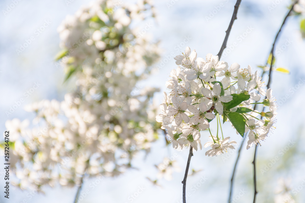 apple blossom in the garden. beautiful nature scene in springtime. blooming twig on a blurred blue sky background on a sunny day