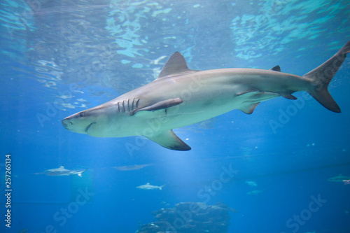 Nice view of big shark © masar1920