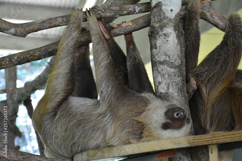 Paresseux Gamboa Resort Panama - Sloth Gamboa resort Panama