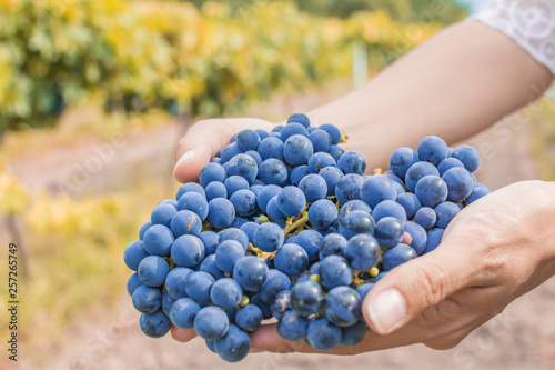 Harvest season of grapes in Tequisquiapan Valley, in Queretaro, Mexico