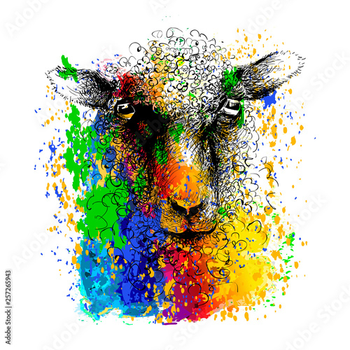 Sheep head. Colorful hand drawn painting
