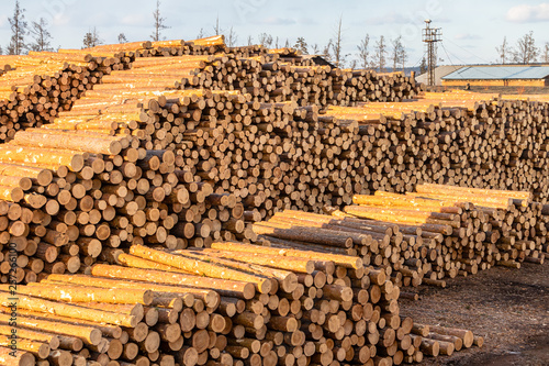Piles of pine and larch logs prepared for export. The concept of felling and destruction of world forest reserves.