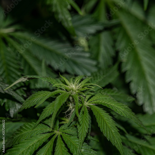 Fototapeta Naklejka Na Ścianę i Meble -  Afghan kush special variety of marijuana with young bloom