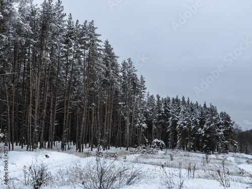 Winter landscapes of trees in the forest