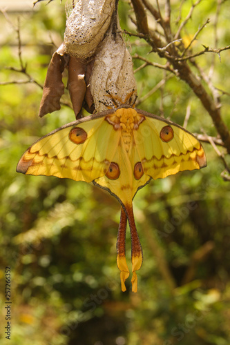 Madagascan moon moth, native to the rain forests of Madagascar © dblumenberg