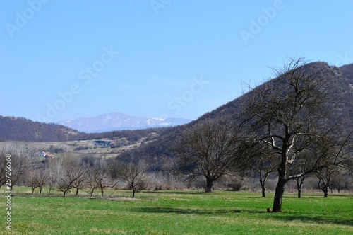 a spring landscape in the village