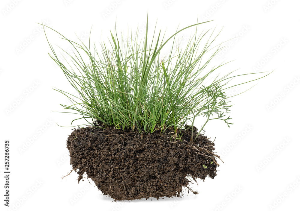 Grass with dirt isolated on a white background Grass with dirt isolated on a white background