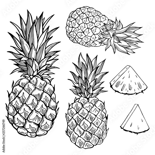 Hand drawn fruits on white background. Pineapple. Vector sketch  illustration.