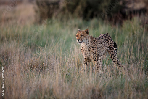 Cheetah hunting in the last light of the day in the Tiger Canyons Game Reserve in South Africa © henk bogaard