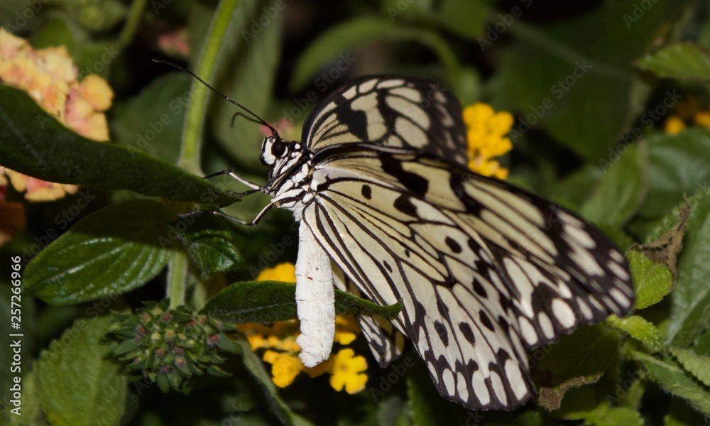 Obraz premium White and Black Butterfly