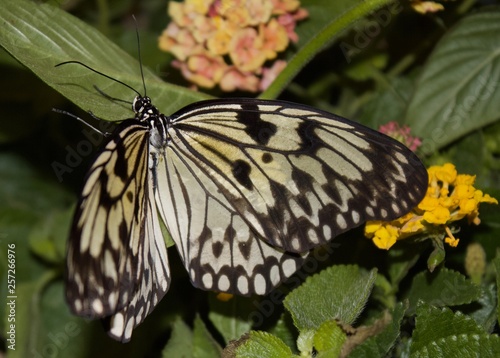 White and Black Butterfly