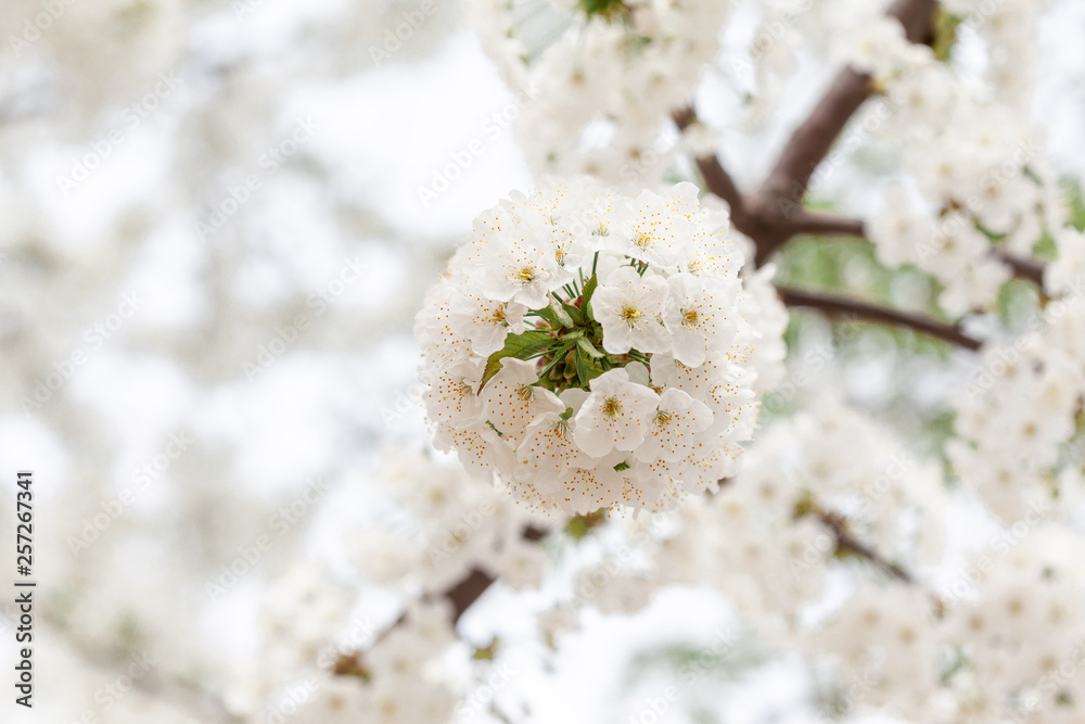 Branches of blossoming tree