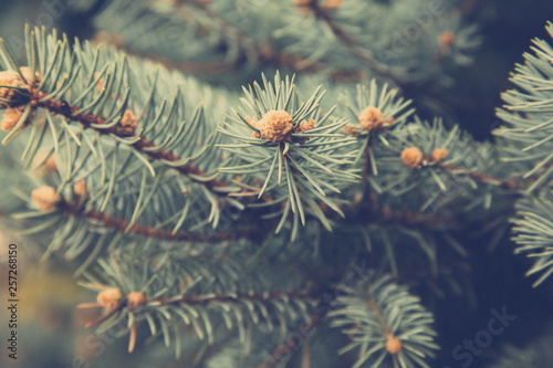 Close up spruce tree branches. Tinted photo with blurred place for text.