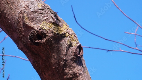 Fototapeta Naklejka Na Ścianę i Meble -  natura