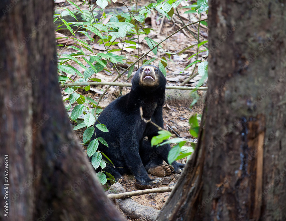 Obraz premium Sun bear, Helarctos malayanus, the smallest bear in the world, the sun bear native to the rainforests of South east Asia, a very talented tree climber. Borneo. Malaysia.