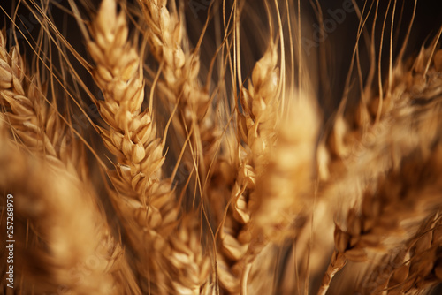 Tableau sur toile Cereals ears close-up, organic wheat