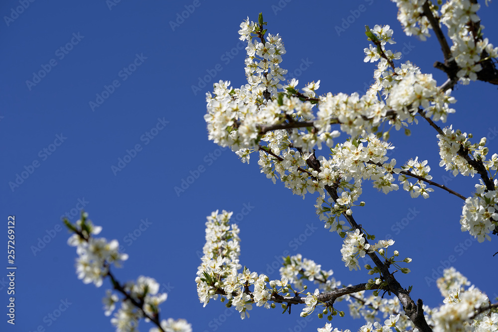 brunch of plum blossom brunch of plum blossom