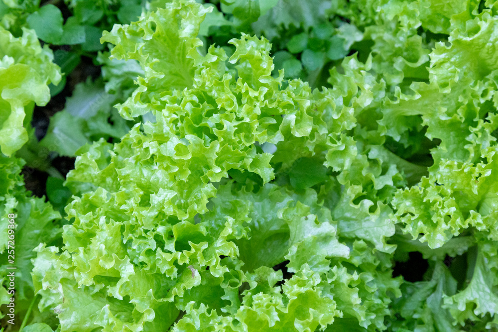 Fresh leaf lettuce with green leaves in garden. Vegetables salad. Organic raw health food. Fresh leaf lettuce with green leaves in garden. Vegetables salad. Organic raw health food.