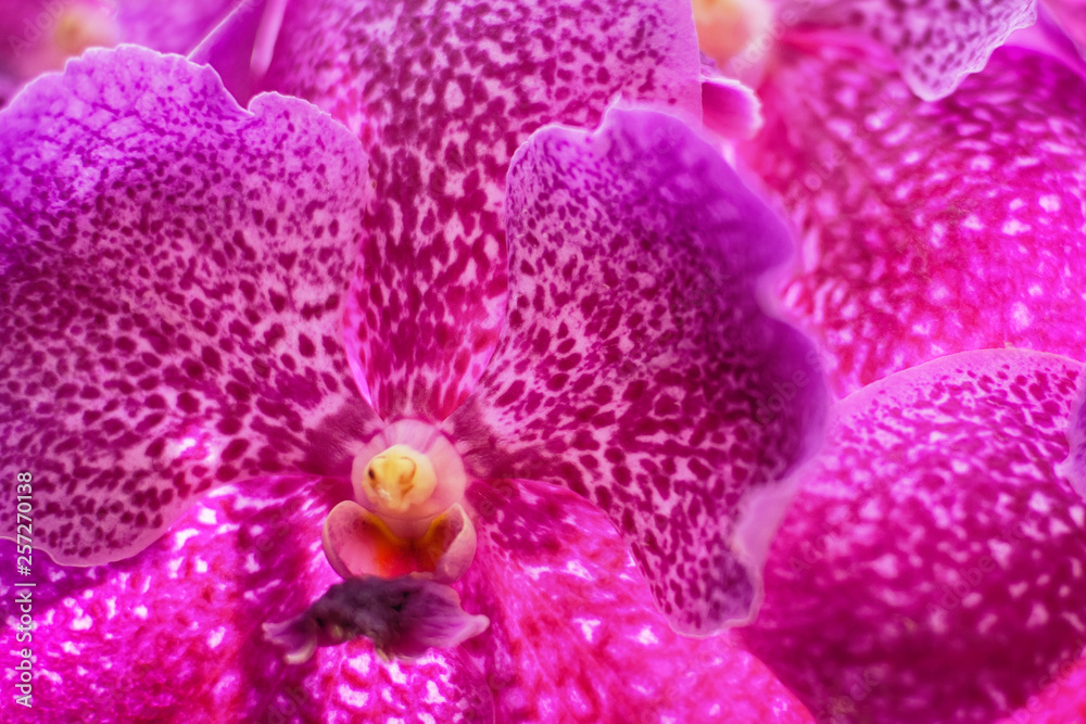 Obraz premium Close up of beautiful flower orchid in garden