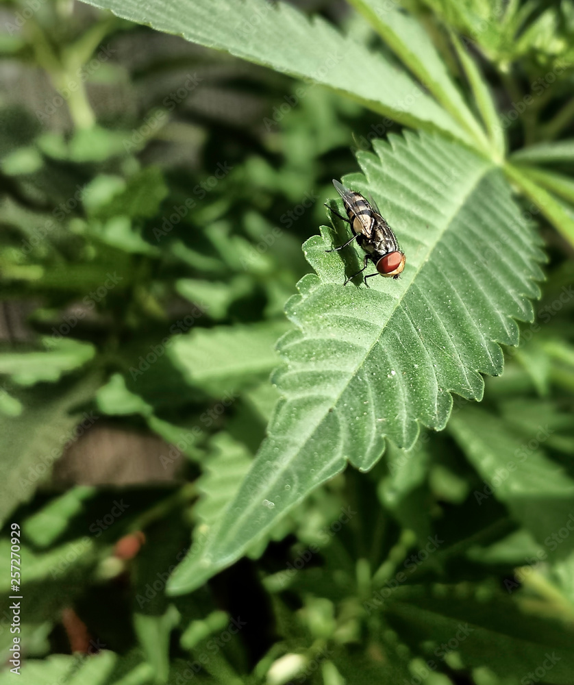 Fly on a cannabis leaf close up Fly on a cannabis leaf close up