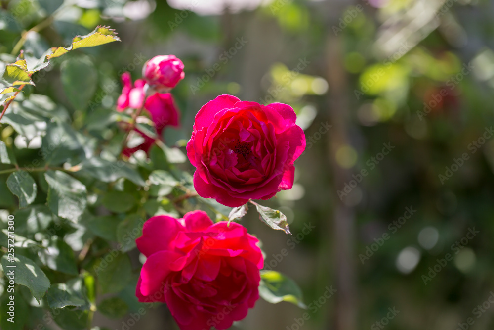 Colorful Pink Red Yellow White Rose and Flowers Colorful Pink Red Yellow White Rose and Flowers